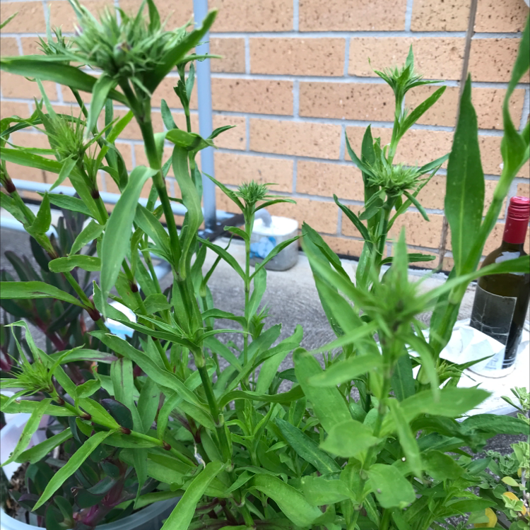 Sweet William plant photo by Sornsuda named Your plant on Greg, the plant care app.