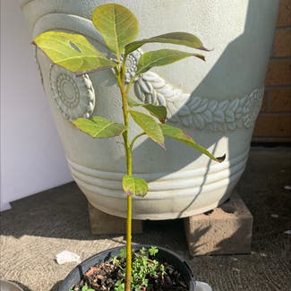 Avocado plant in Truganina, Victoria