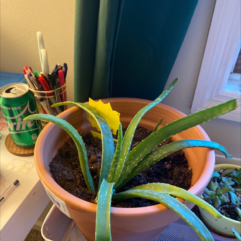 Aloe vera plant photo by @Melody named Bobert on Greg, the plant care app.