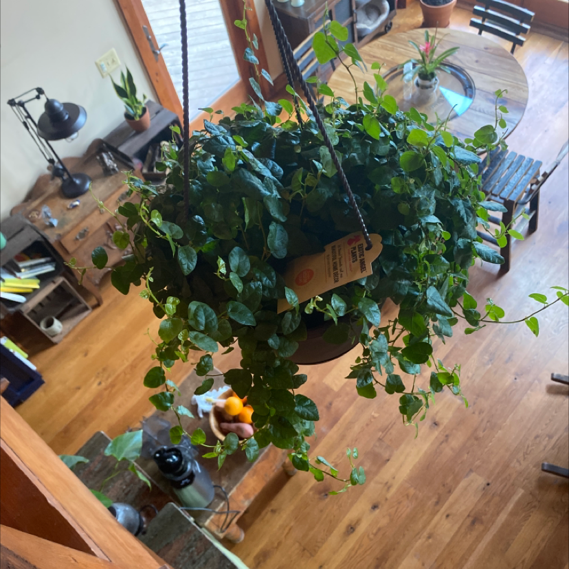 Healthy, thriving Creeping Fig plant with lush green trailing leaves, hanging in a basket indoors. No signs of disease or distress.