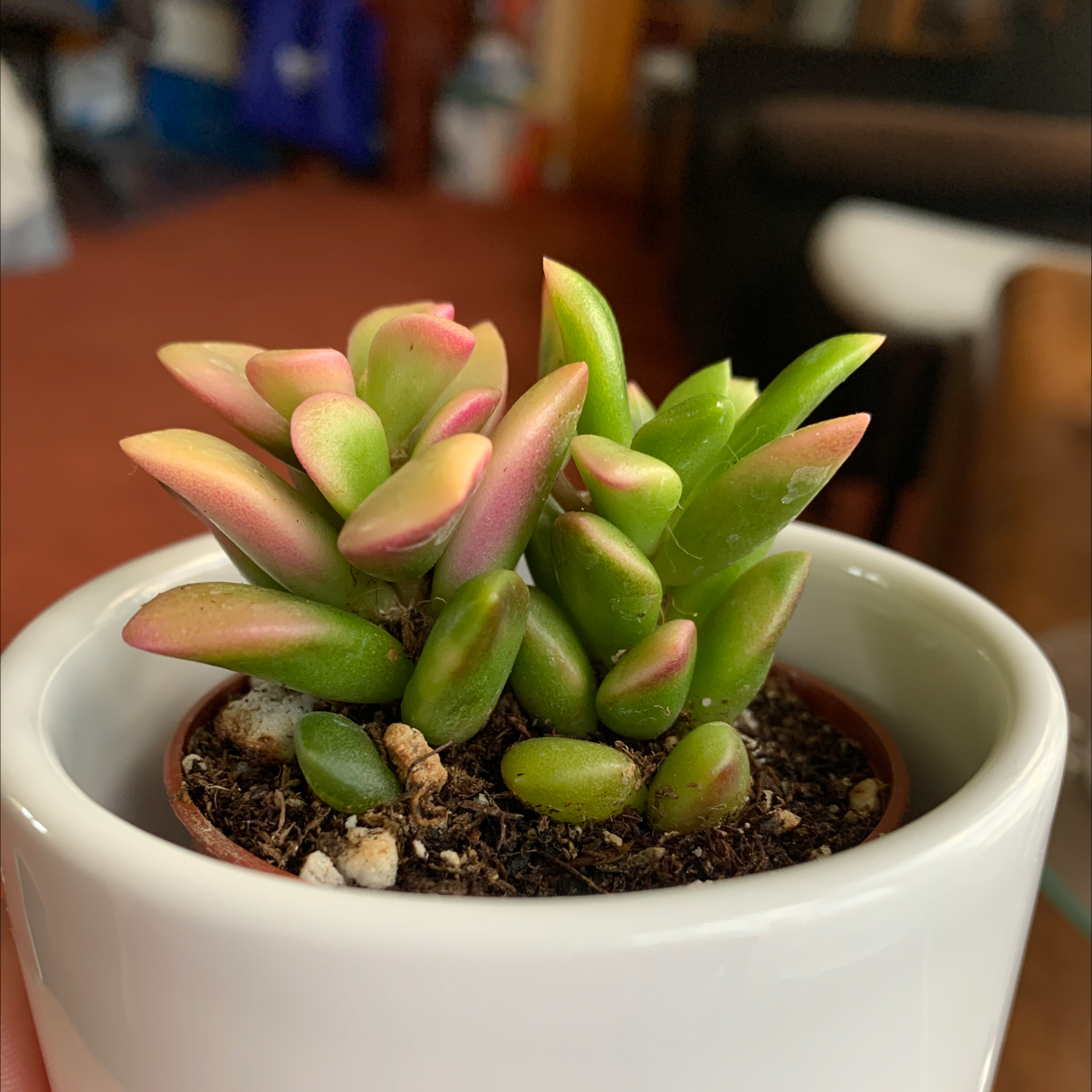 Photo of the plant species Anacampseros 'Sunrise' by @mizay22 named Sunrise on Greg, the plant care app