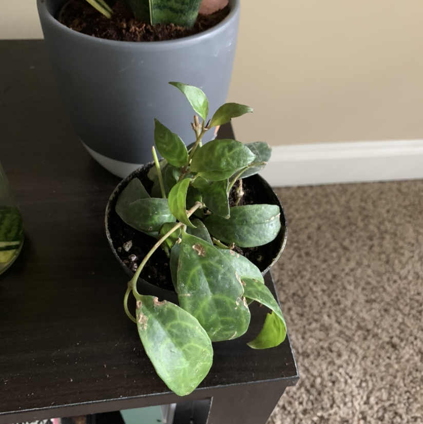 Lipstick Plant plant photo by @sunnydaye named Elpis on Greg, the plant care app.