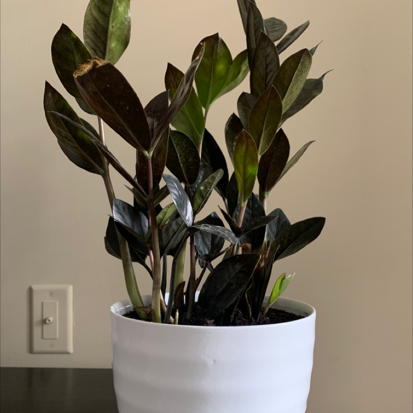 🥀 How Do I Fix Raven Zz Plant Root Rot?