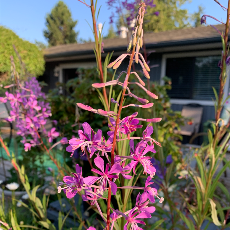 Photo of the plant species Flowering-willow by Terry named Your plant on Greg, the plant care app