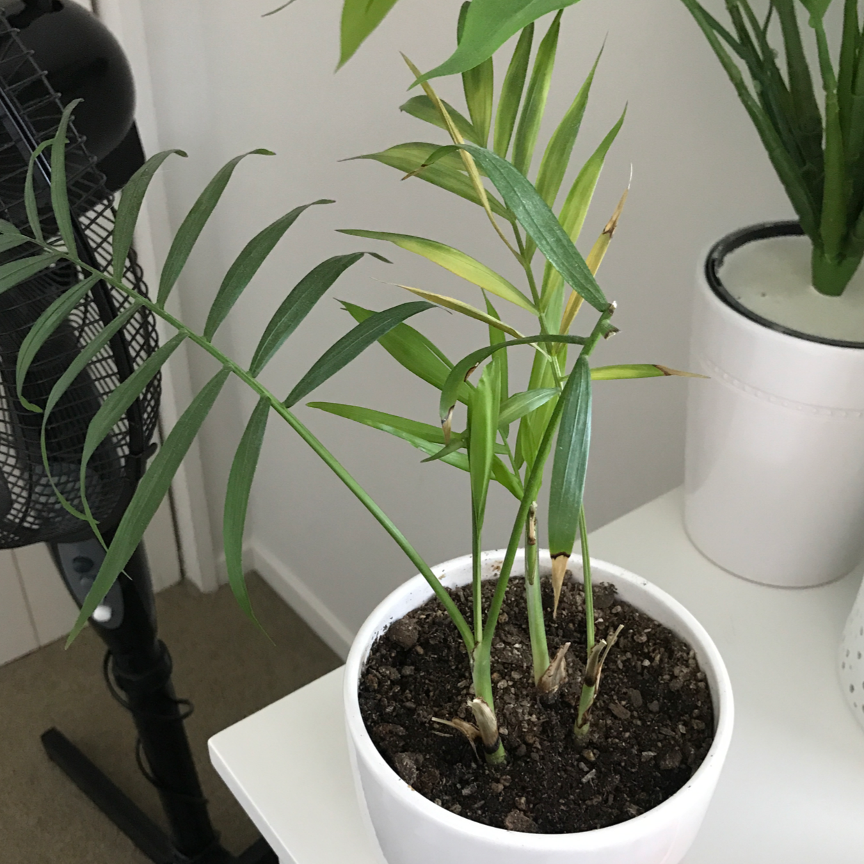 Parlour Palm plant photo by Holly named Peter on Greg, the plant care app.