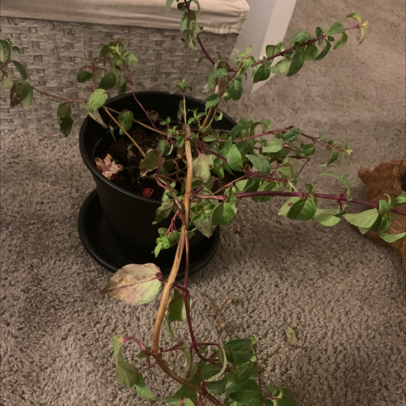 Photo of the plant species Fuchsia 'Ballet Girl' by Megan named Eva on Greg, the plant care app