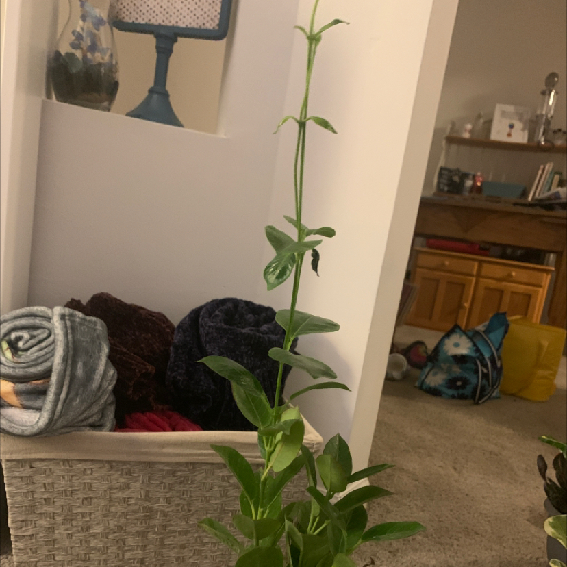 Photo of the plant species Dipladenia Madinia® Deep Red by Megan named Nemo on Greg, the plant care app