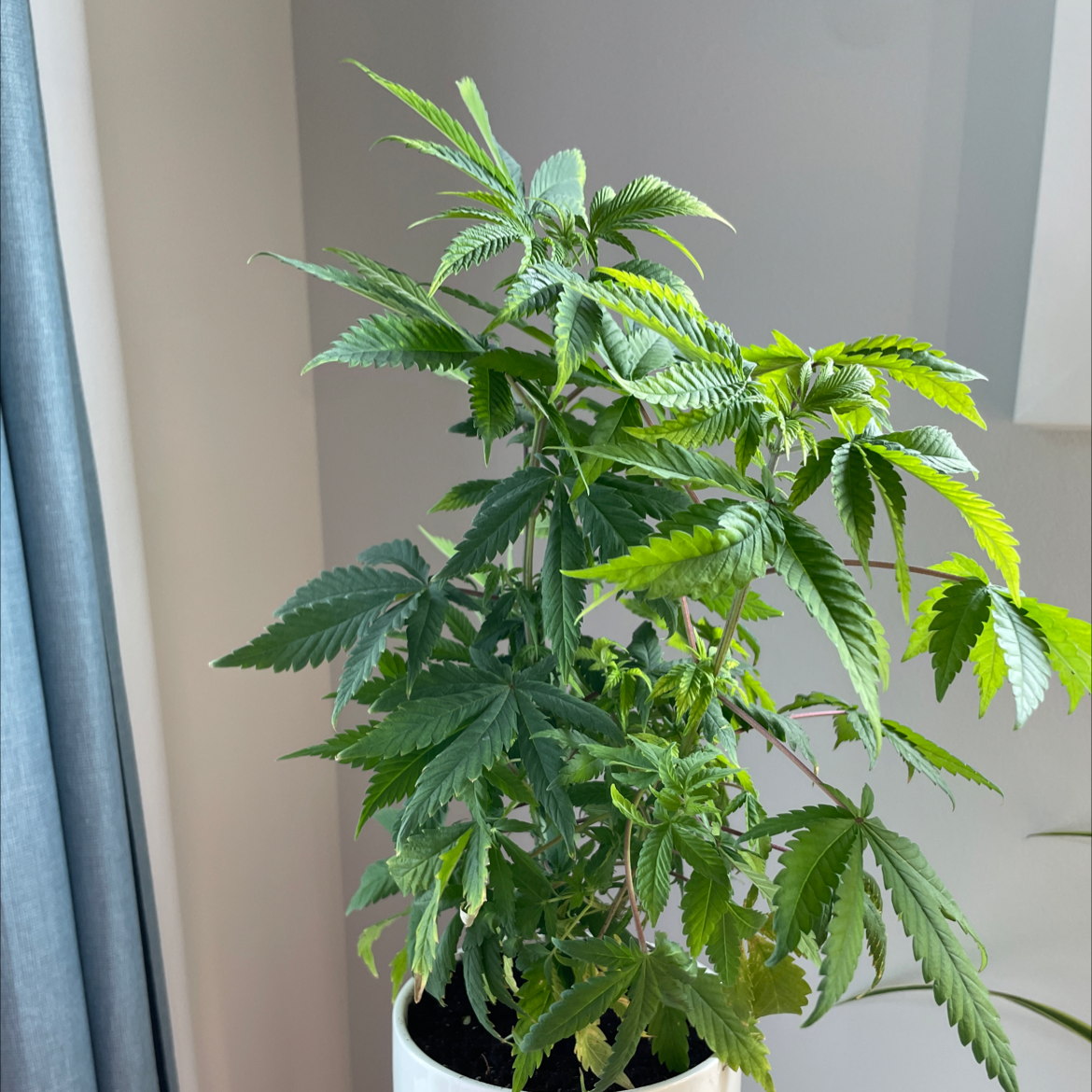 Healthy marijuana plant with vibrant green leaves in a white pot.
