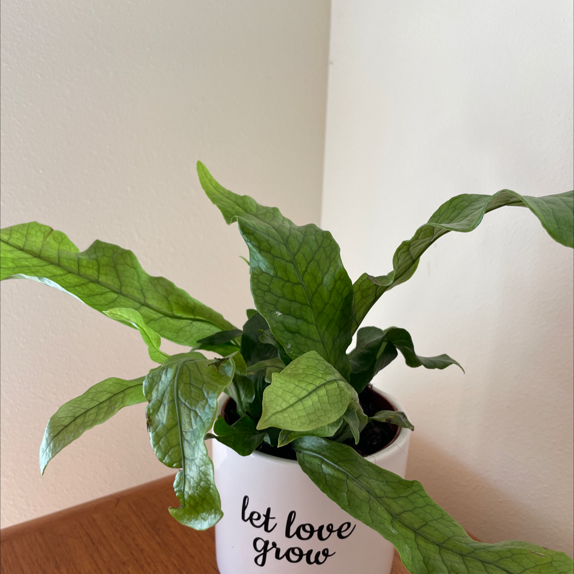 Crocodile Fern in a white pot with 'let love grow' text, healthy green leaves.