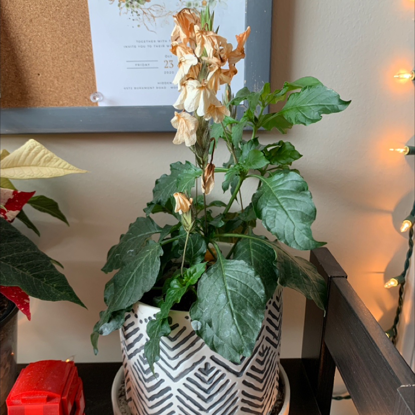 Potted Firecracker Flower plant with wilted flowers and green leaves indoors.