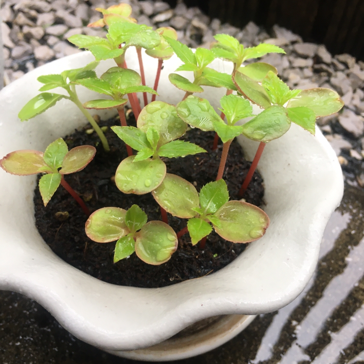 Photo of the plant species Balsam by @KATSU named Гриша on Greg, the plant care app