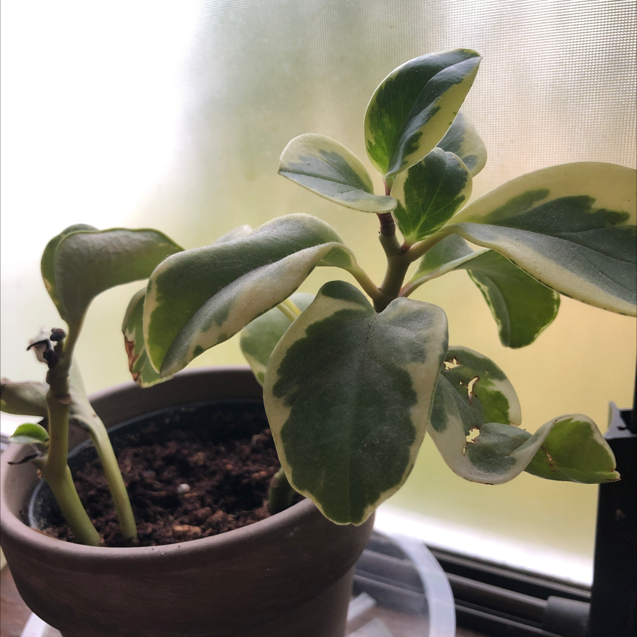 Baby Rubber Plant plant photo by @redrosebee named Phil on Greg, the plant care app.
