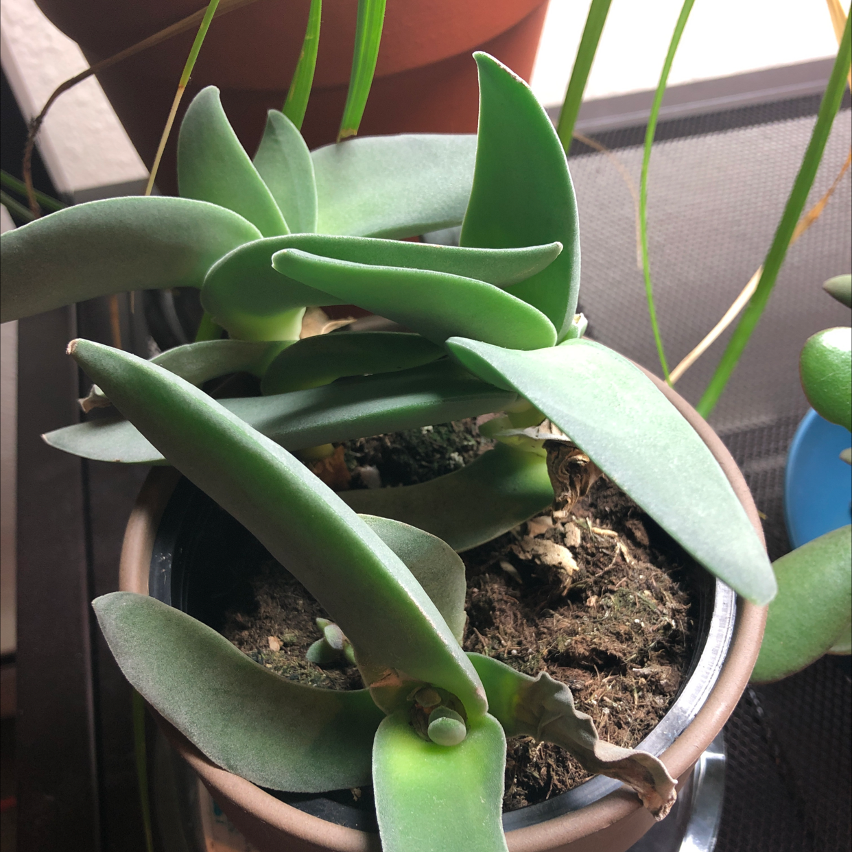 Airplane Plant plant photo by @redrosebee named Tom on Greg, the plant care app.