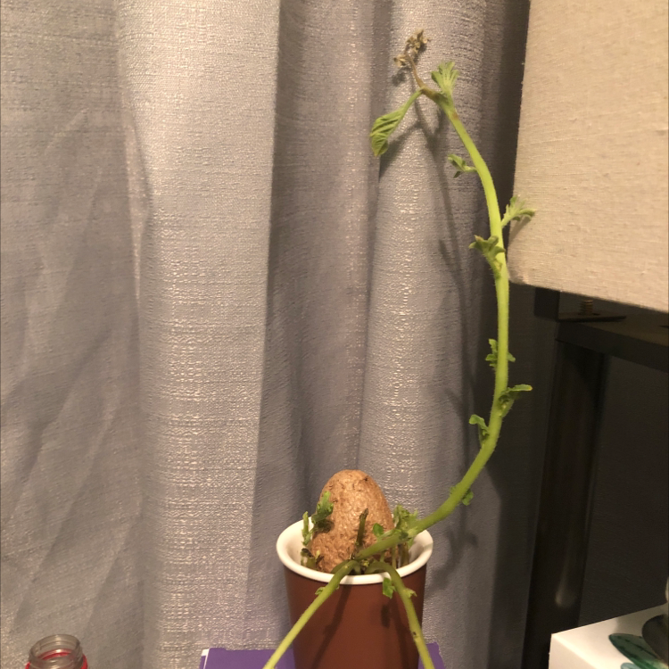 Potato plant with a long stem and leaves growing in a small pot.