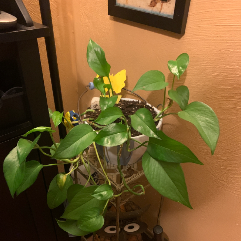 Taro Vine plant photo by @Shanosaur333 named Tea Stand on Greg, the plant care app.