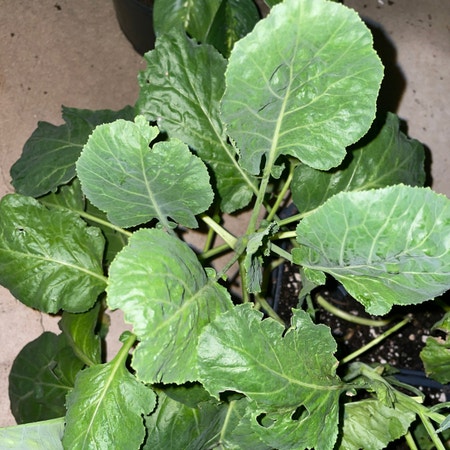Photo of the plant species Decorative Kale by Lovely named Collard Greens on Greg, the plant care app