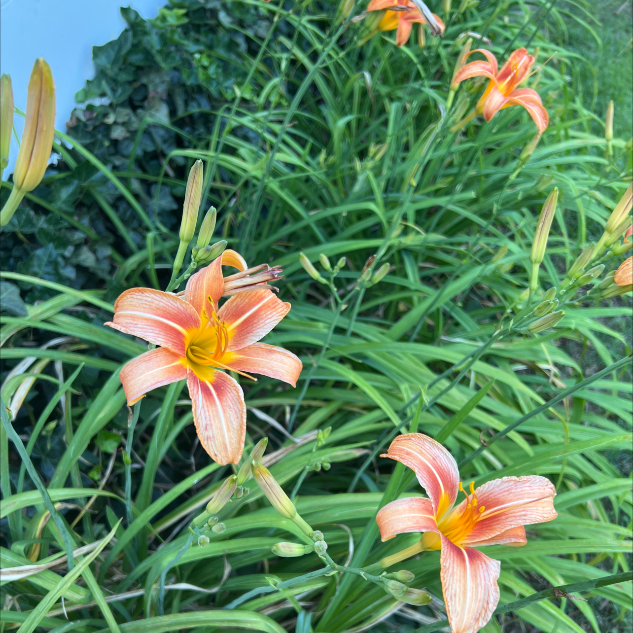 Image of Orange Daylily plants with vibrant orange flowers and healthy green leaves.