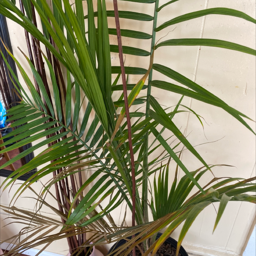 Healthy Kentia Palm plant with vibrant green arching fronds, free of yellowing or spots, well-framed against white background.