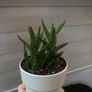 Tiger Tooth Aloe plant photo by @vixx3 named teeny on Greg, the plant care app.