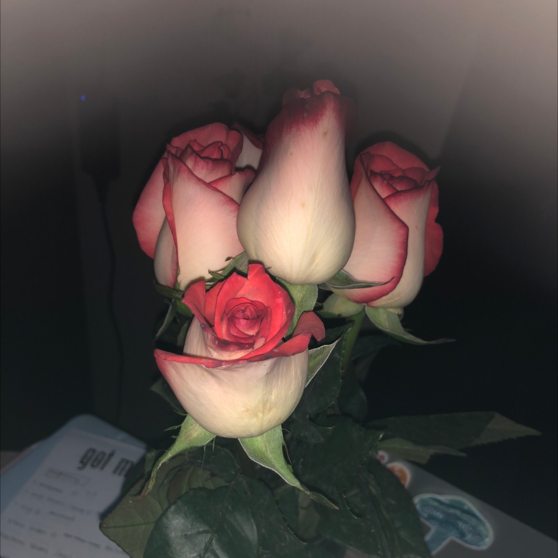 Parade Rose plant photo by @vixx3 named chanel #1-5 on Greg, the plant care app.