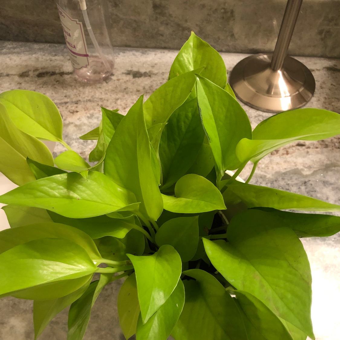 Jade Pothos plant photo by @vixx3 named gertrude on Greg, the plant care app.