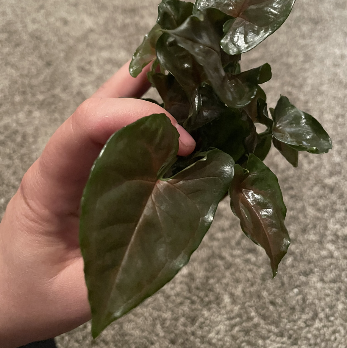 Photo of the plant species Syngonium 'Maria Allusion' by @leda named Arrowhead on Greg, the plant care app