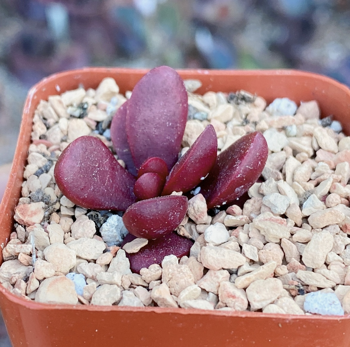 Photo of the plant species Crassula clavata by @leda named Crassula Clavata on Greg, the plant care app