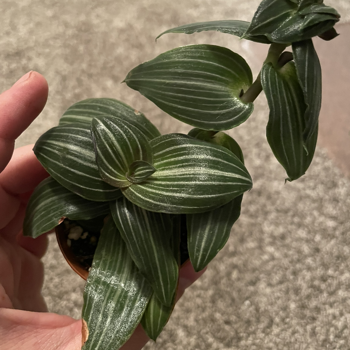 Photo of the plant species Puppy Ears Plant by @leda named Striped Inch Plant on Greg, the plant care app