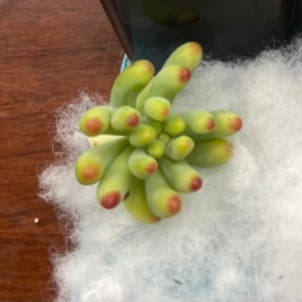 Jelly Beans plant in Somewhere on Earth