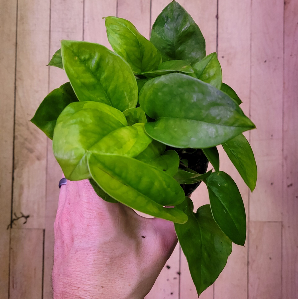 A healthy Emerald Pothos plant with vibrant green leaves held by a hand.