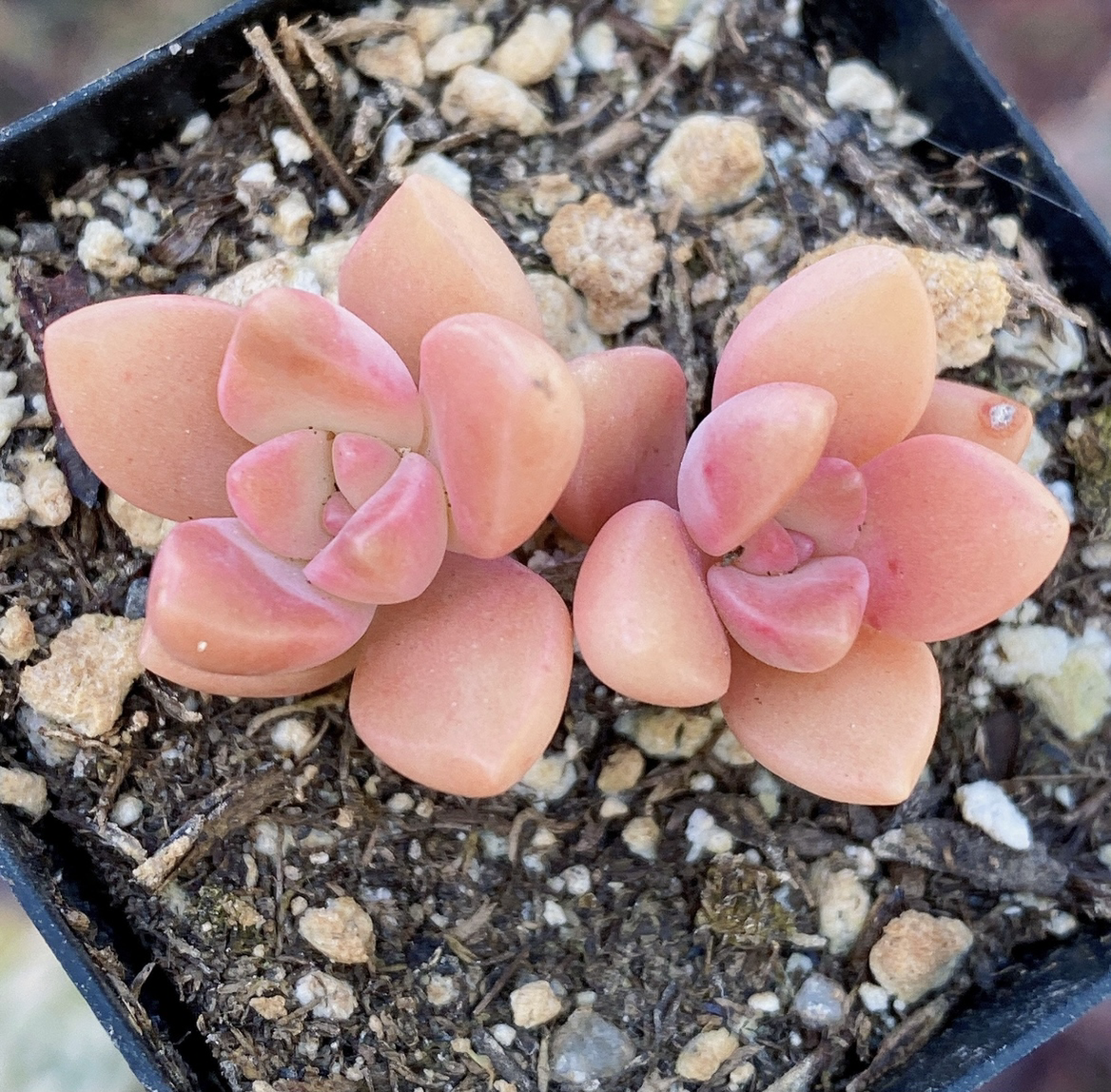 Photo of the plant species Graptosedum 'California Sunset' by @leda named California Sunset on Greg, the plant care app