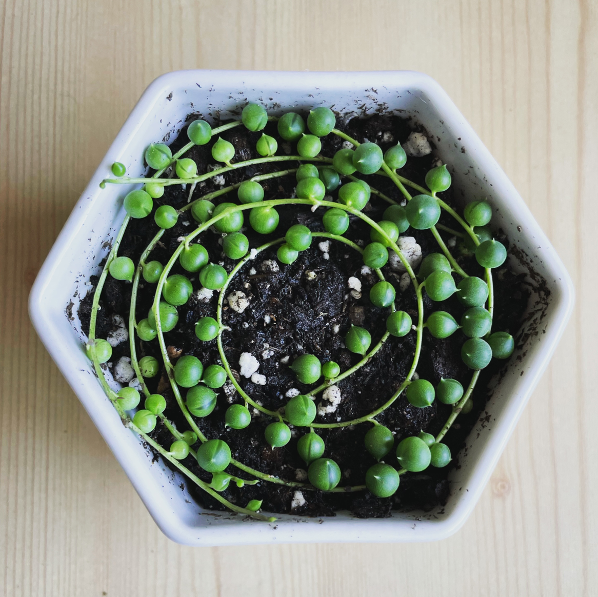 Photo of the plant species String of Pearls by @leda named String of Pearls on Greg, the plant care app