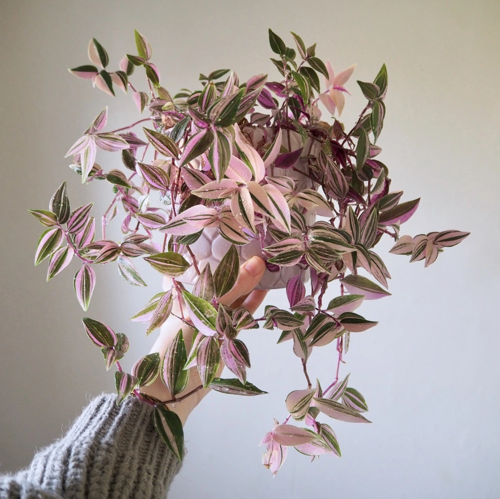 Photo of the plant species Pink Stripe Spiderwort by @leda named Tradescantia Tricolor on Greg, the plant care app