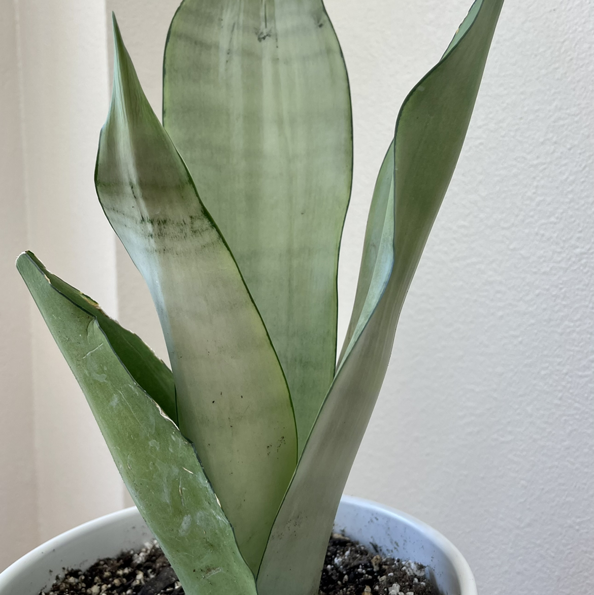 Photo of the plant species Silver Snake Plant by @leda named Moonshine Snake Plant on Greg, the plant care app