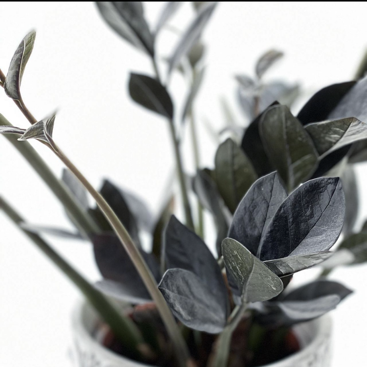 Photo of the plant species Raven ZZ Plant by @leda named Raven ZZ on Greg, the plant care app