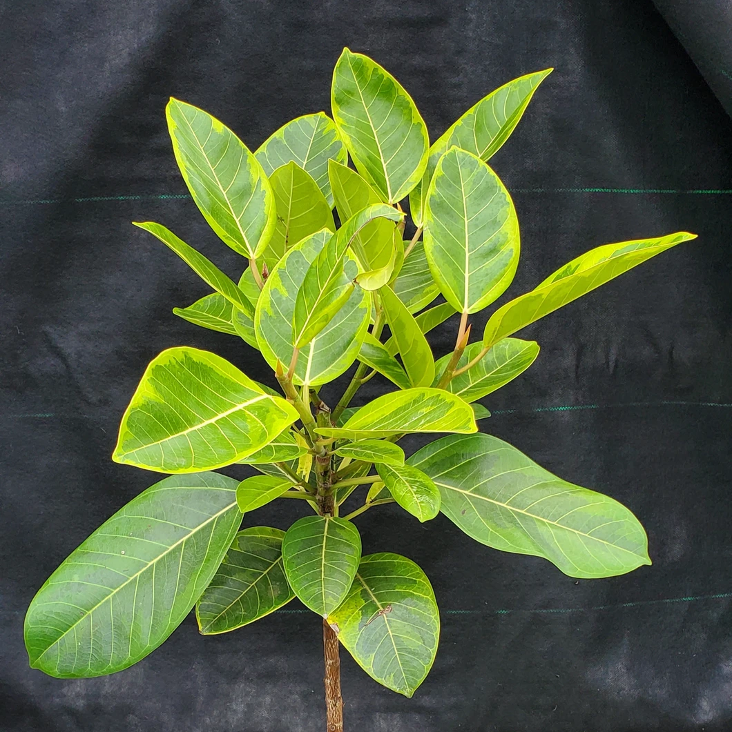 Photo of the plant species Yellow Ficus by @leda named Council Tree on Greg, the plant care app