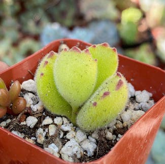 Bear's Paw Succulent plant in Somewhere on Earth