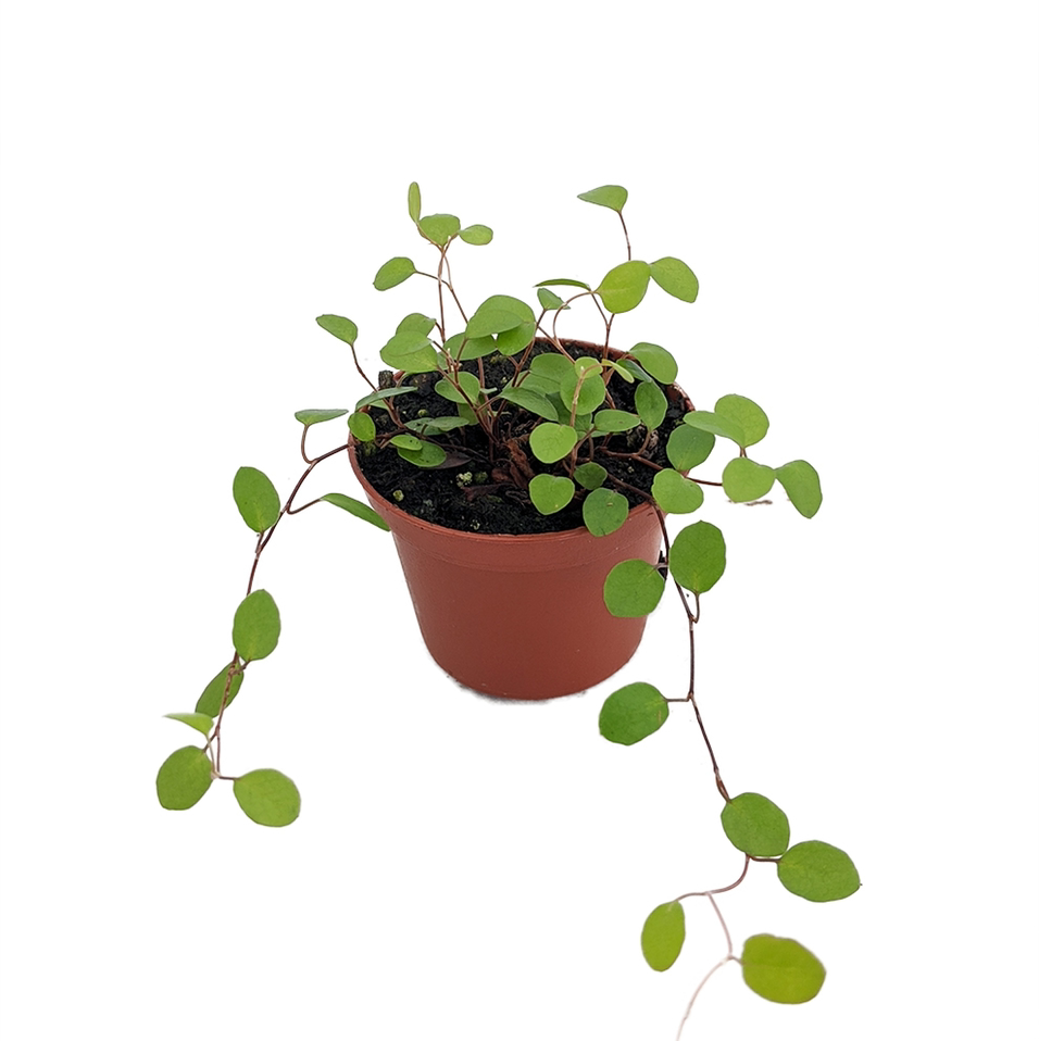 Maidenhair Vine in a small pot with green leaves and visible soil.
