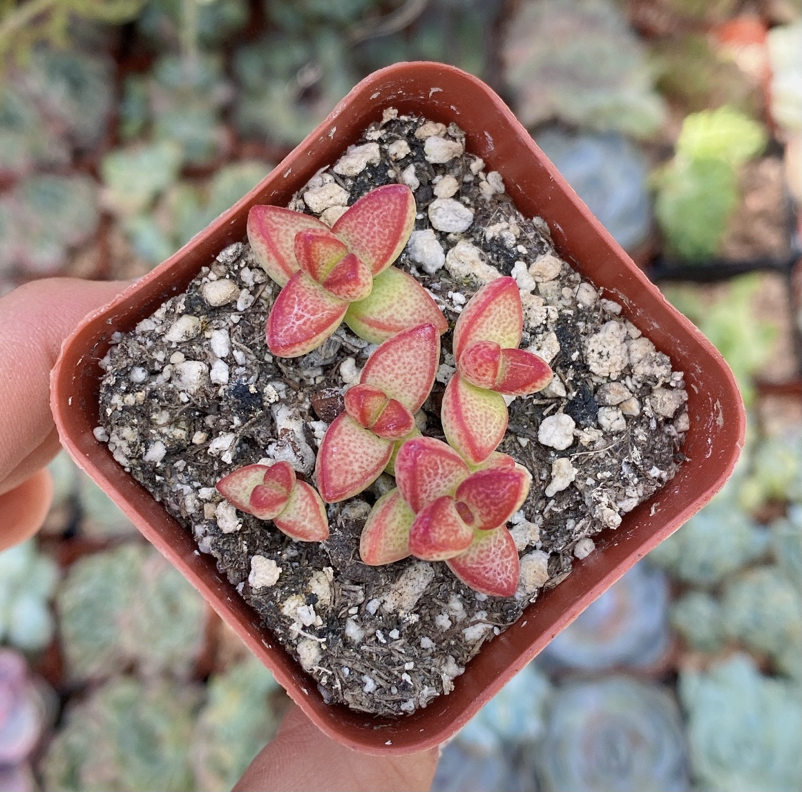 Photo of the plant species Crassula brevifolia by @leda named Crassula Brevifolia on Greg, the plant care app