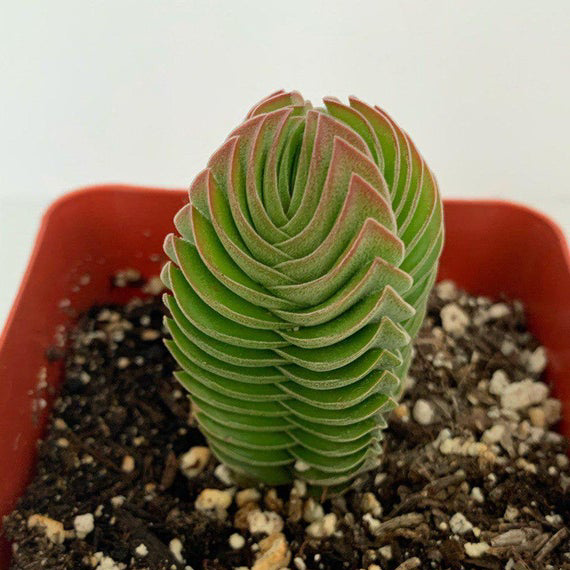 Photo of the plant species Crassula 'Buddha's Temple' by @leda named Buddha’s Temple on Greg, the plant care app