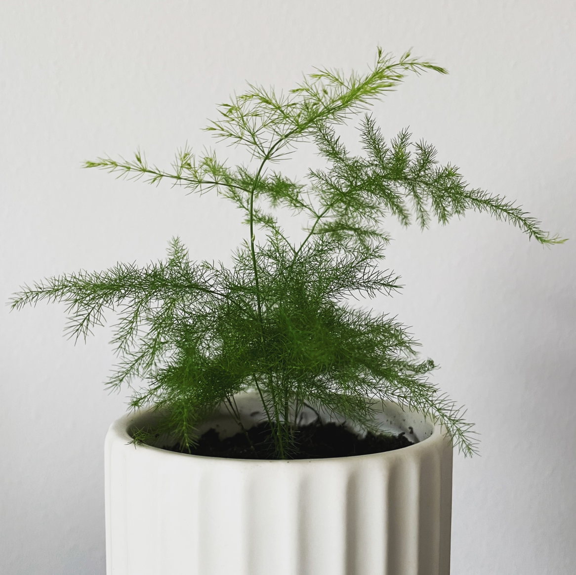 Photo of the plant species Asparagus Fern by @leda named Asparagus Fern on Greg, the plant care app