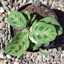 Photo of the plant species Variegated Prayer Plant by @leda named Var Maranta on Greg, the plant care app