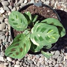 Variegated Prayer Plant plant in Somewhere on Earth