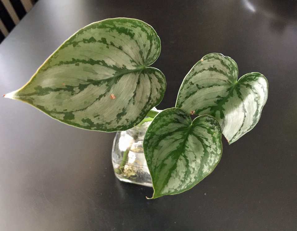 Photo of the plant species Silver Leaf Philodendron by @leda named Sad Brandi on Greg, the plant care app