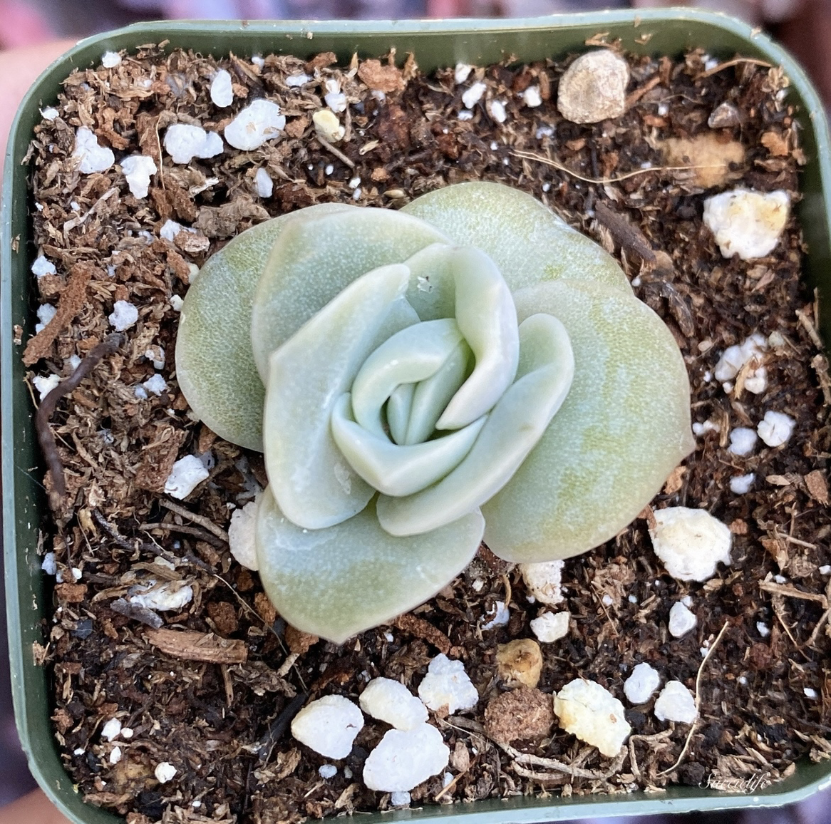 Photo of the plant species Graptoveria 'Lovely Rose' by @leda named Lovely Rose on Greg, the plant care app
