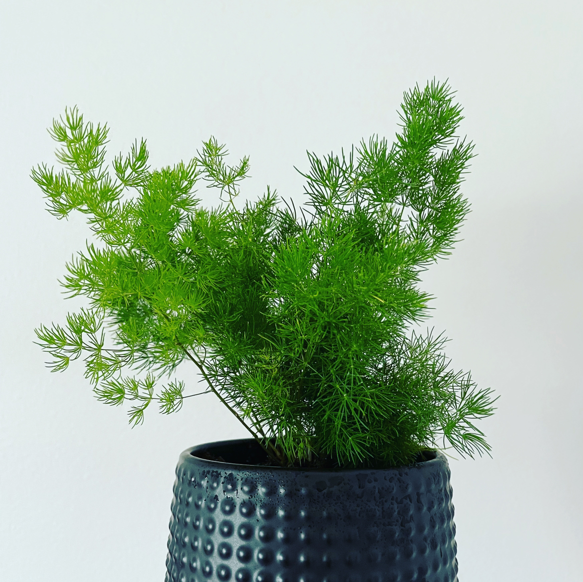 Healthy Ming Fern in a textured dark pot with vibrant green foliage.
