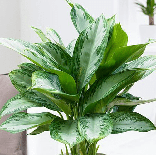 Photo of the plant species Chinese Evergreen by @leda named Chinese Evergreen on Greg, the plant care app