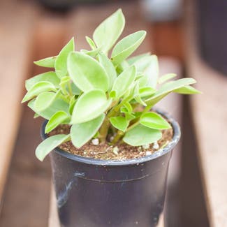 Teardrop Peperomia plant in Somewhere on Earth