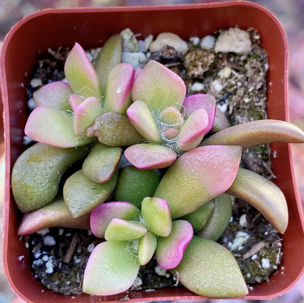 Photo of the plant species Anacampseros 'Sunrise' by @leda named Sunrise on Greg, the plant care app