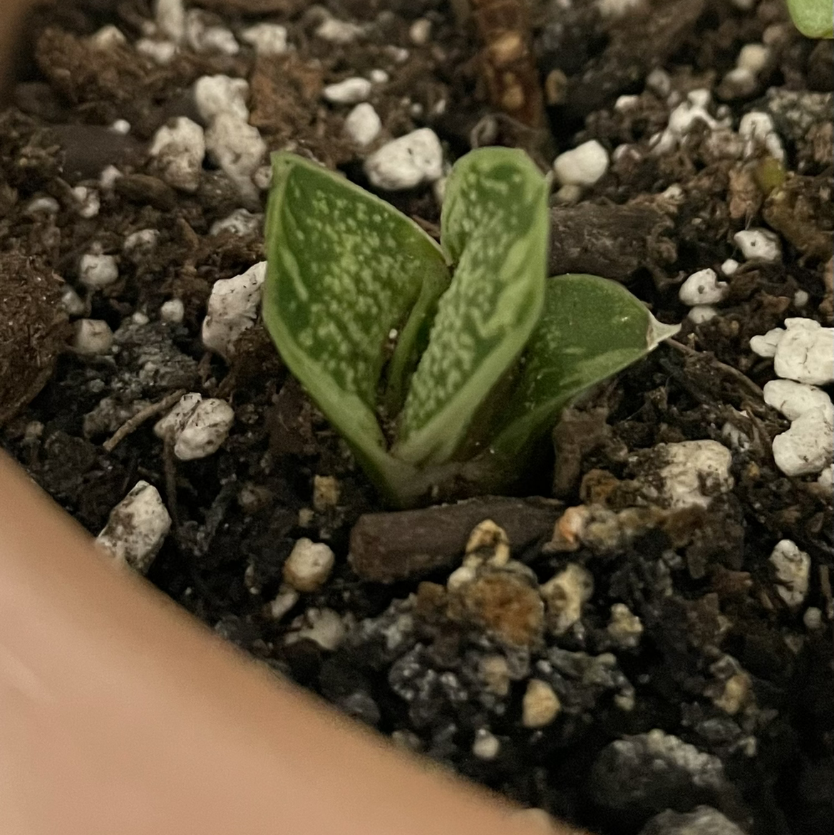 Gasteria 'Little Warty' plant with two leaves in well-draining soil.